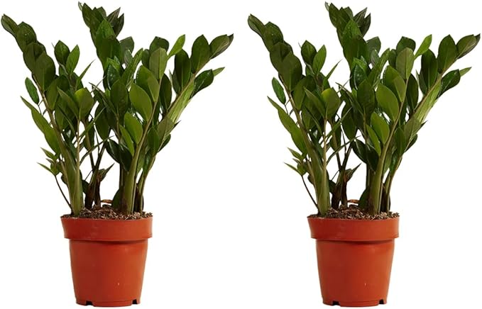 beste pflanzen fürs Büro & homeoffice