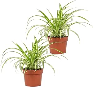 beste pflanzen fürs büro home-office